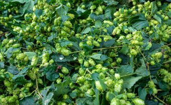 Prazdroj and Microsoft pool experts from all the world to help Czech hops